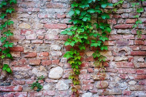 Picture of brick wall with young plants starting to grow natural concept in alley of town Veere in Netherlands abstract