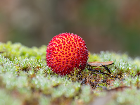 Macrophotography, solitary strawberry tree on the ground
