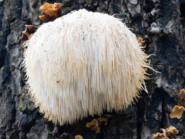 Mushrooms on a tree trunk Mushrooms 9 Health Benefits of Lion’s Mane Mushroom