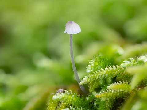Macrophotography, small wild mushrooms on moss in autumn