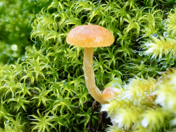 istock Macrophotography, small wild mushrooms on moss in autumn 1848260480