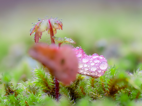Small dew drops on wild plants