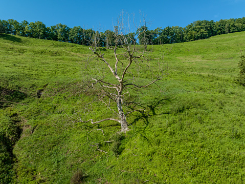 A solitary tree stands atop a sprawling hillside filled with lush green vegetation, including a variety of trees