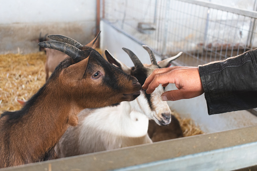 A female human hand is holding out food for a goat contained within a fenced in area