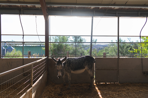 A young bovine is photographed in a secure enclosure inside of a barn, gazing up towards the camera