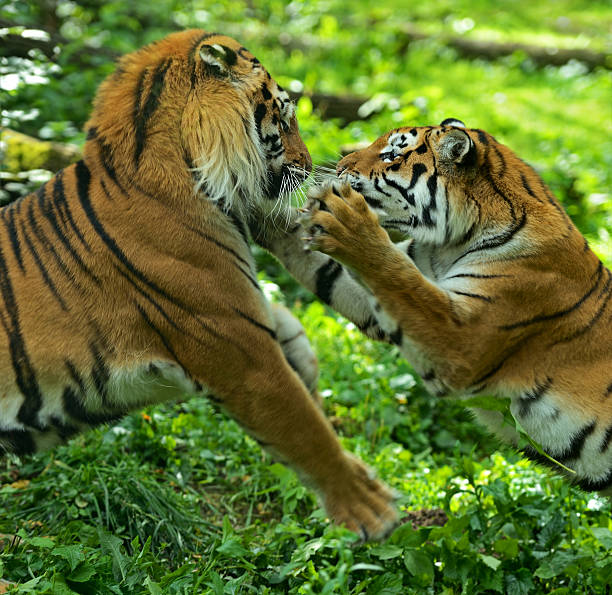 istock Portrait of tiger 184830524