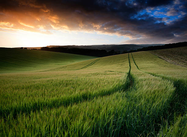 istock Summer landscape image of field at sunset with beautiful light 184831417