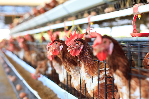 istock Female chickens on a farm in their cages 184831582