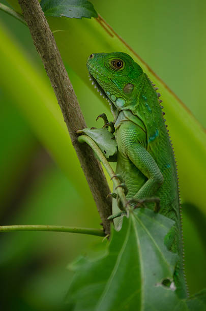 istock Juvenile Green Iguana Climbing A Plant 184831584