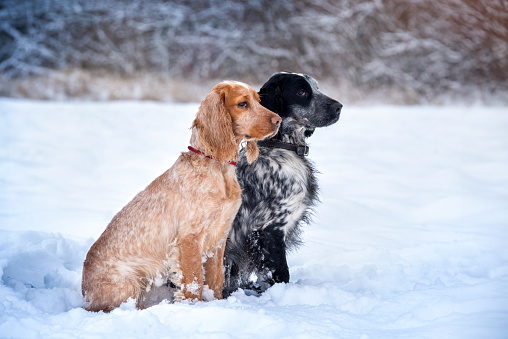 Two beautiful red and black and white hunting spaniels are sitting on a snowy field and looking into the distance. Hunting dog breed.