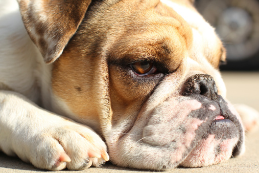 A bulldog with a crusty nose resting in the sun