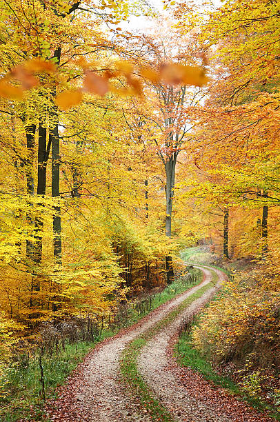istock Hiking trail through golden beech forest in fall 184832580