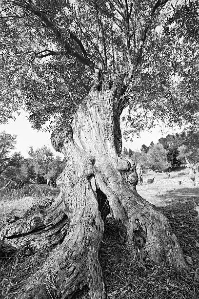 オリーブの木 - olive tree tree root old ストックフォトと画像