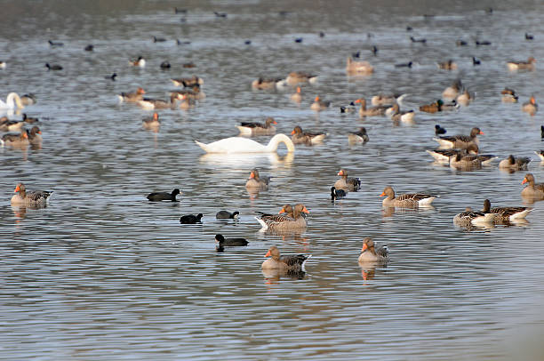 stormo di oca selvatica durante la migrazione autunno al lago (germania) - vogelzug foto e immagini stock