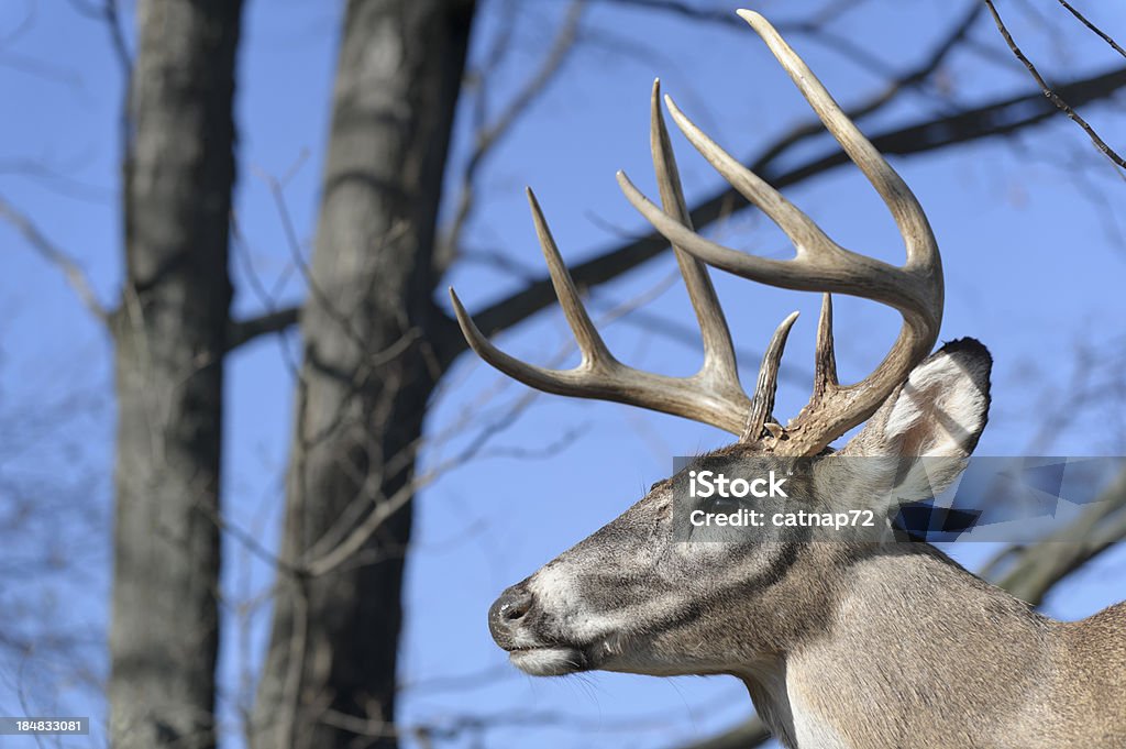 Cervo con Antlers nel bosco testa scatto, Trofeo in discesa - Foto stock royalty-free di Adulto in età matura