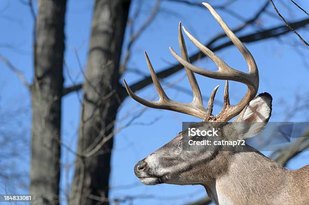 Foto de Deer Com Chifres Na Floresta Imagem De Rosto Troféu Buck e mais fotos de stock de Adulto maduro