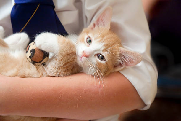 istock Boy holding small ginger and white kitten looking at camera 184833123