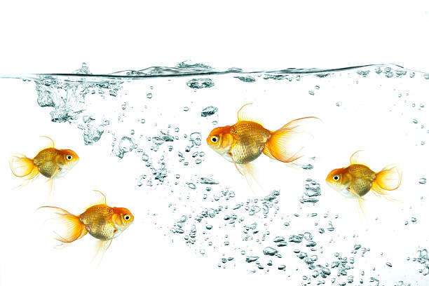 istock Gold Fishes with Bubbles 184833231