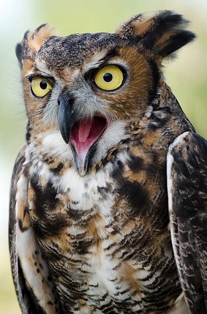 istock great horned owl  Bubo virginianus 184833262
