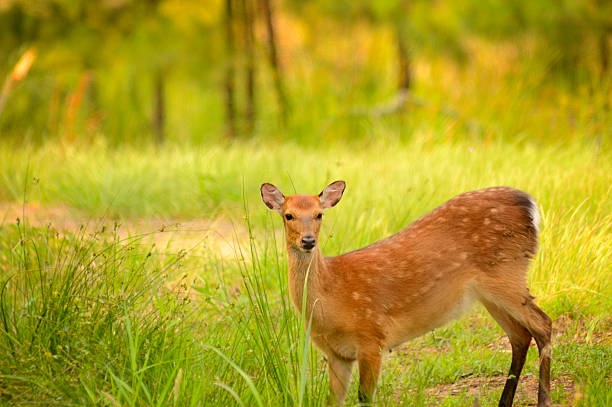 istock Deal Island Whitetail Doe 184833297