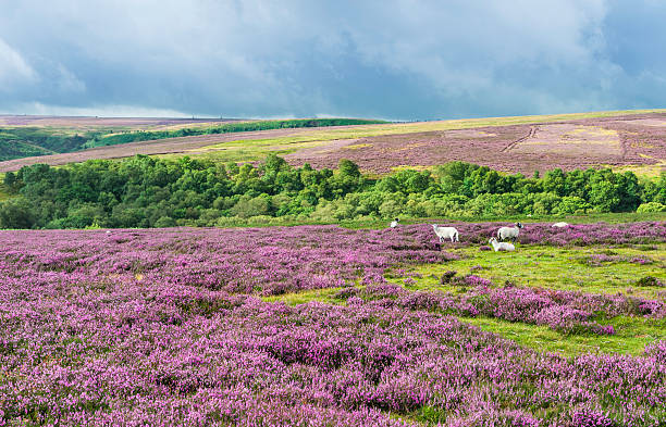 Heather in bloom as sheep graze over the rugged North York Moors National Park near Goathland, Yorkshire, UK. This shot was taken late in summer.