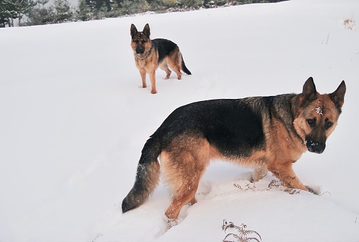 German shepherd