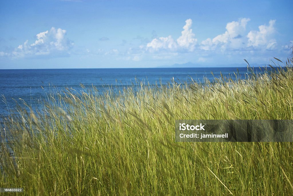 Paisagem costeira com grama alta e o horizonte - Foto de stock de Folha lanceolada de relva royalty-free