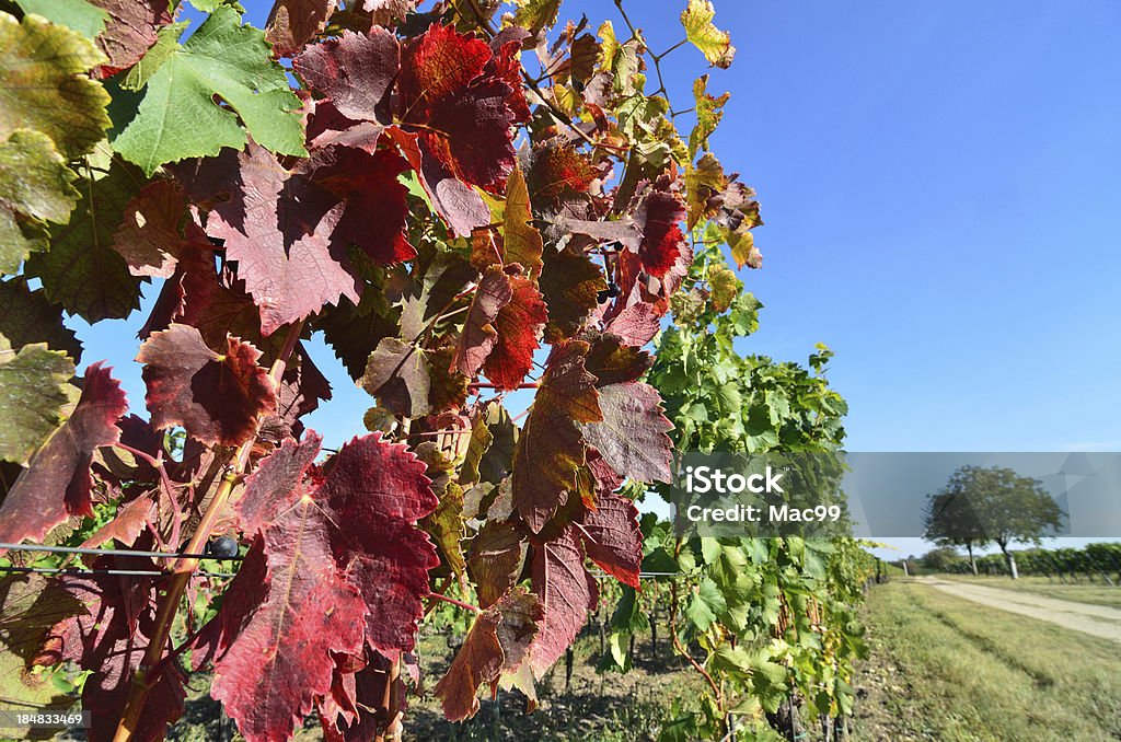 Folhas coloridas em vinhedo - Foto de stock de Agricultura royalty-free