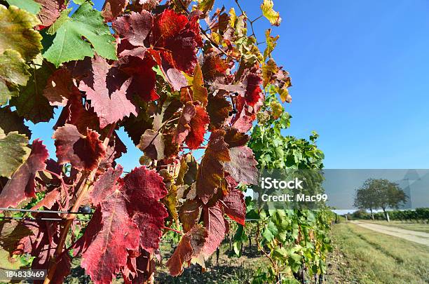 Foto de Folhas Coloridas Em Vinhedo e mais fotos de stock de Agricultura - Agricultura, Ajardinado, Arame