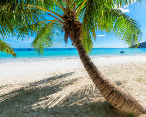 istock Beautiful sandy beach with palms and turquoise sea 1848335803