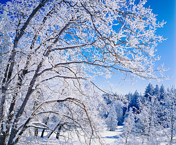 Snow wraps around every branch of a snow filled tree  in a meadow in front of a snowy forest in the San Bernardino Mountains of Southern California, USA.