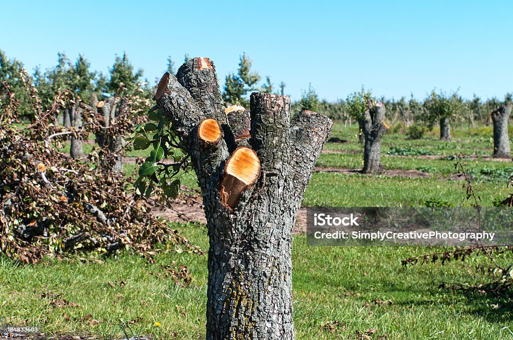 Orchard Destruction - Photo de Agriculture libre de droits