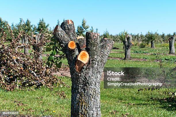 Photo libre de droit de Orchard Destruction banque d'images et plus d'images libres de droit de Agriculture - Agriculture, Arbre, Arbre fruitier