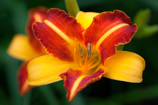 A prolific daylily with connamon petals accented with pronounced lemon midribs.