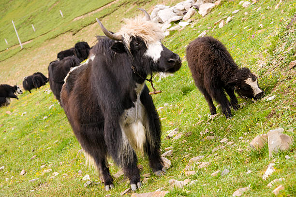 istock Yak Pasture in Tibet 184833683