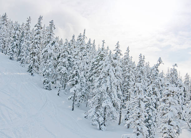 istock Winter Landscape with Snow and Trees 184833753