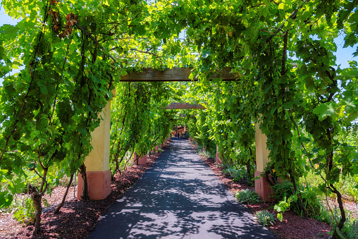 Alley in vineyards with grapevine for wine production near a winery in Napa Valley wine country on spring vineyards , California, USA