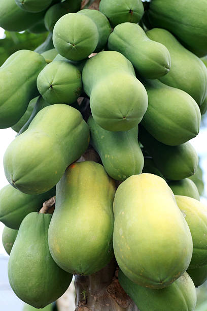 istock Papaya fruits on the tree close-up 184834067