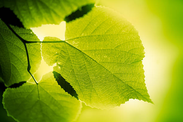 foglie verdi - beech leaf foto e immagini stock