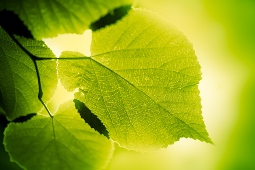 Fiddle-leaf fig tree (Ficus lyrata) leaf detail.