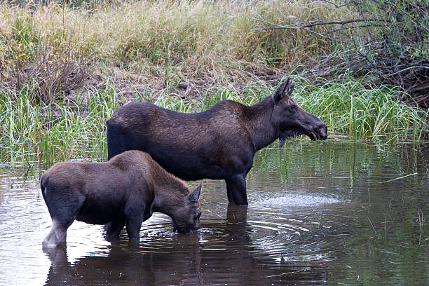 Cow moose and calf cow moose and calf in the wild cow moose stock pictures, royalty-free photos & images