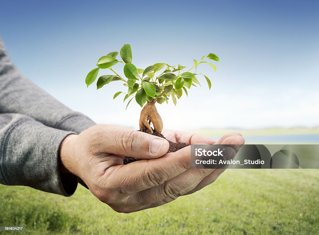 남서용 손 및 작은 나무 - 로열티 프리 농업 스톡 사진