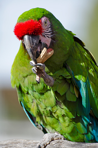 Military macaw, Ara militaris, eating peanut.