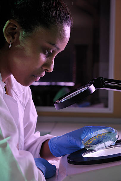 bioquímico inspeciona e.coli no prato - separating laboratory - fotografias e filmes do acervo