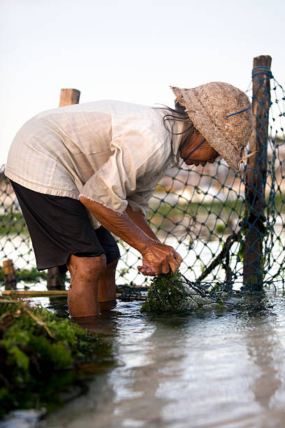 agricoltura di alghe marine - algae agriculture nusa lembongan water foto e immagini stock