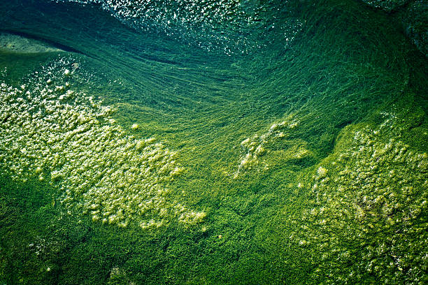 grünalge - algae slimy green water stock-fotos und bilder