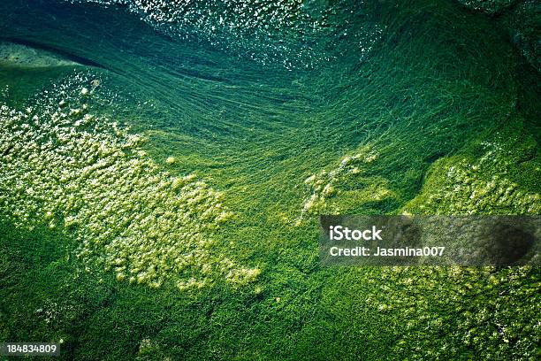 Green Algae Stock Photo - Download Image Now - Algae, Pond, Slimy