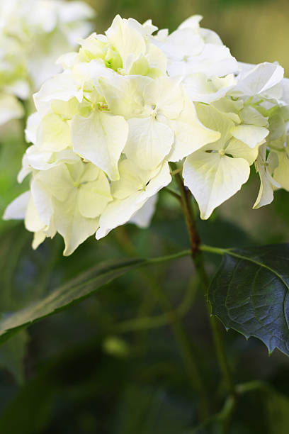 White hydrangea flower.