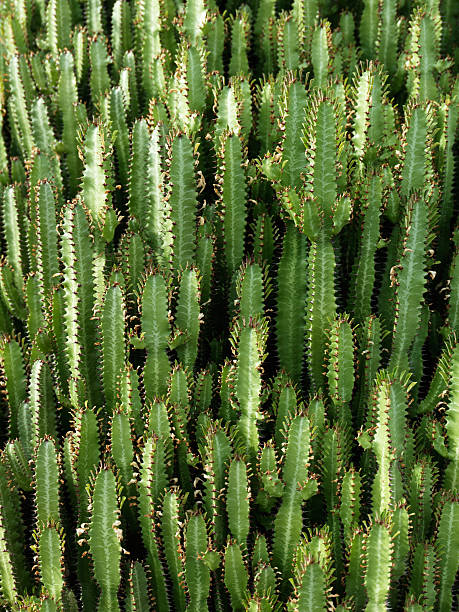 cactus "lanzarote, spain" lava cactus stock pictures, royalty-free photos & images