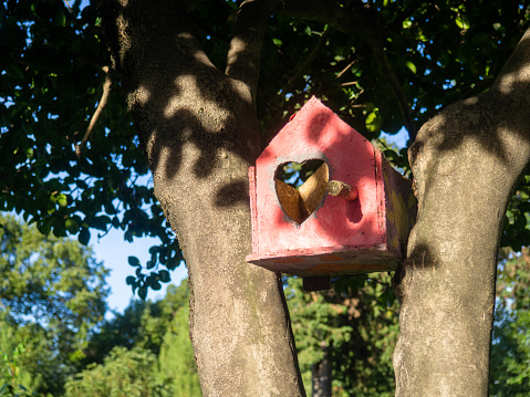 Homemade birdhouse on a tree in the park. Caring for animals. Bird feeders.